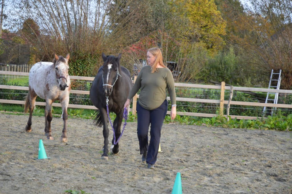 individuele coaching met paarden