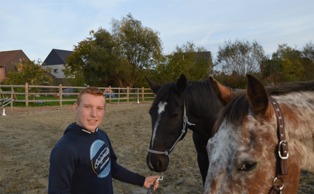 assertiviteitscoaching met paarden