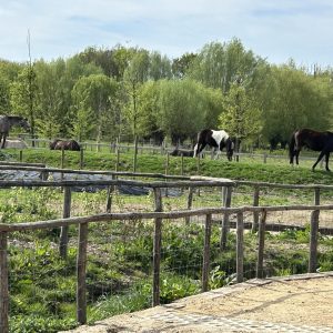 Hill with horses